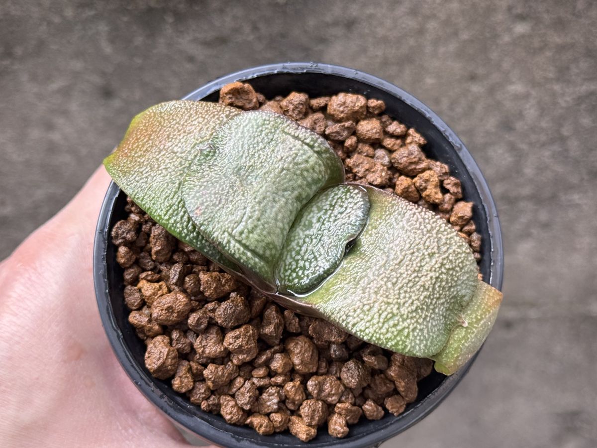 臥牛（大型チャレンジ）