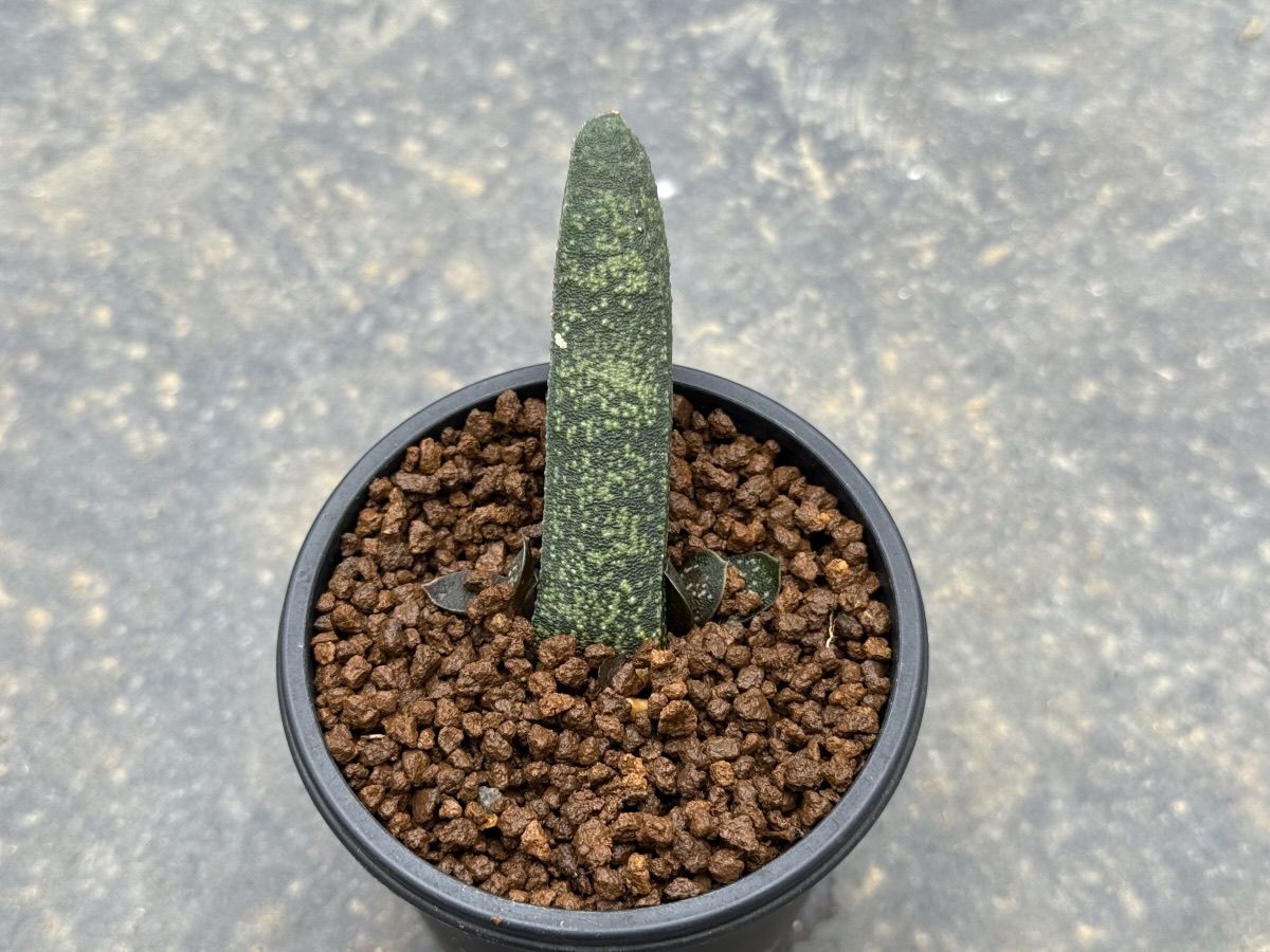 葉挿しのドロミチカを植替え