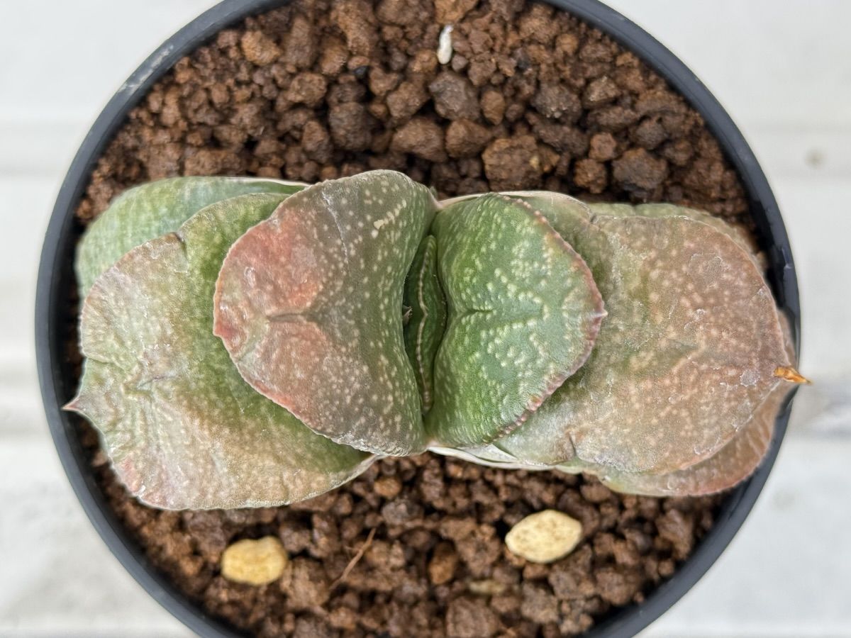 久しぶりに植替えた特選臥牛G1