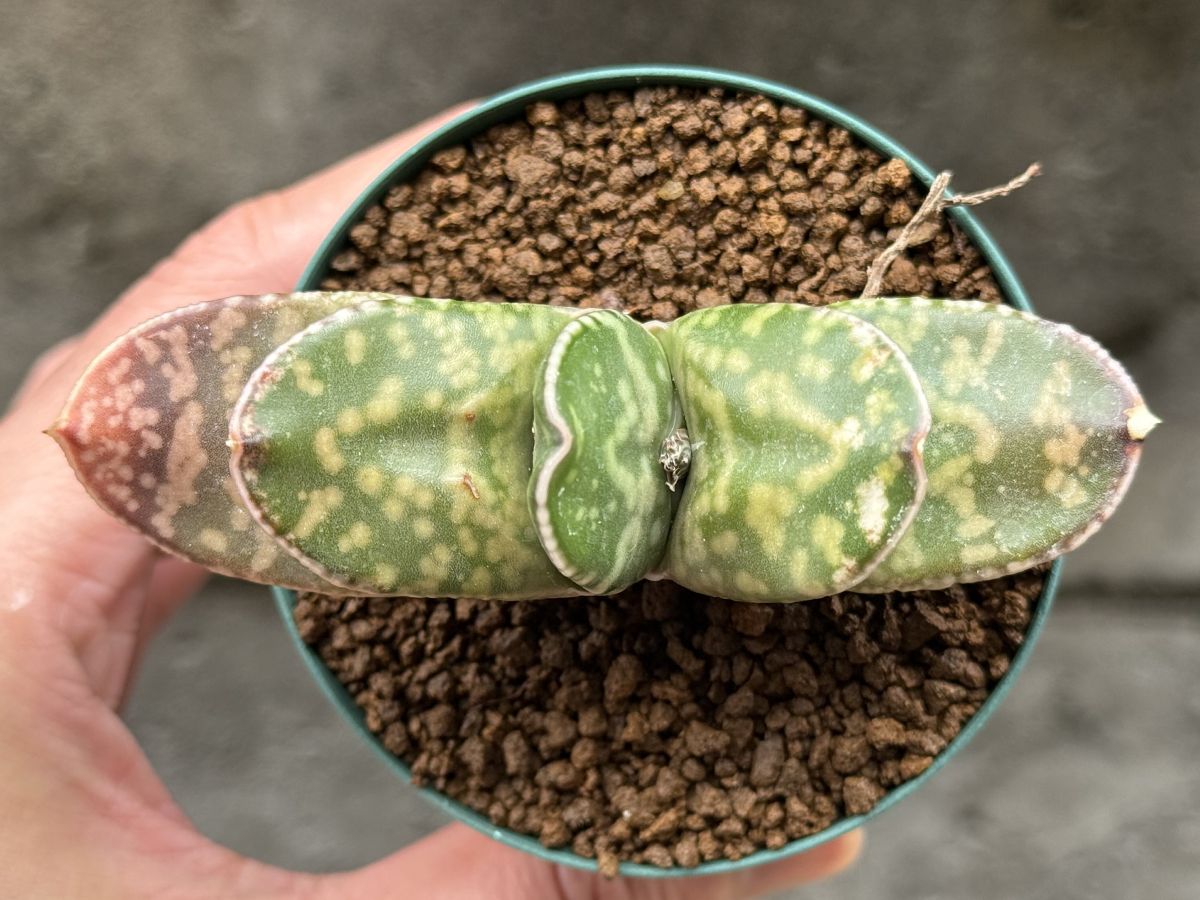浸透系白点臥牛