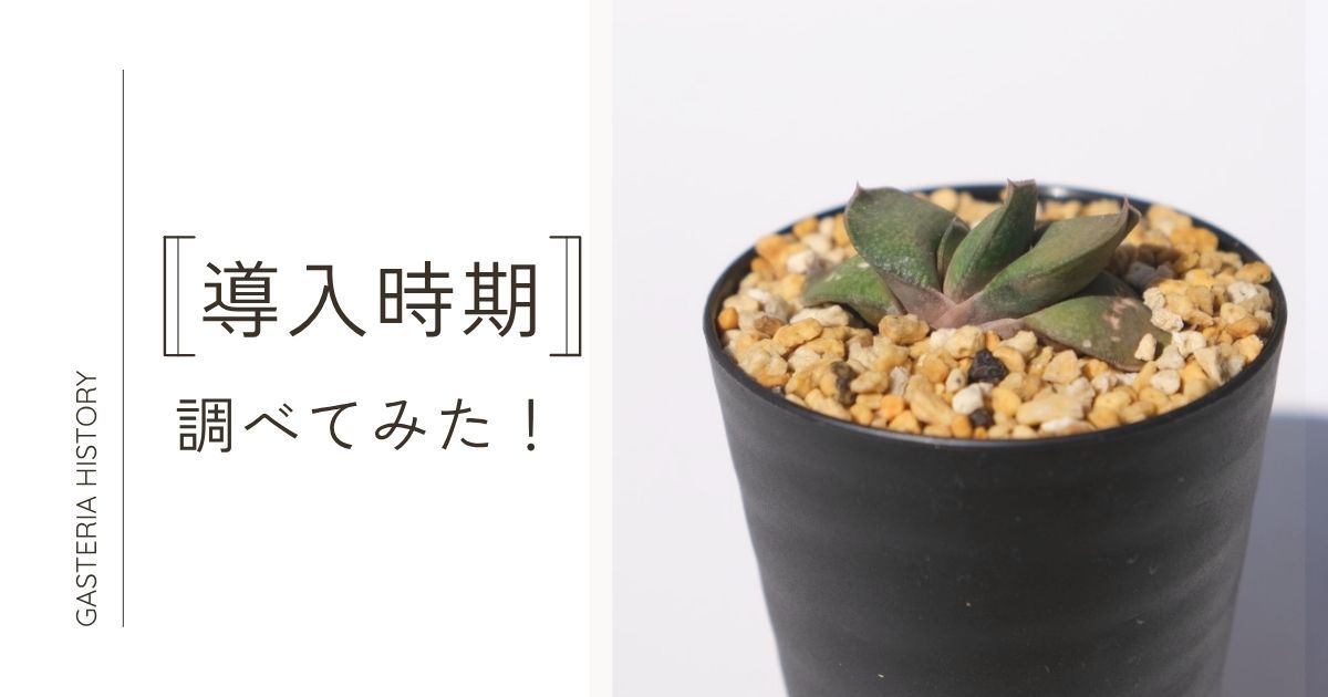 ガステリアの日本導入時期を調べてみた！
