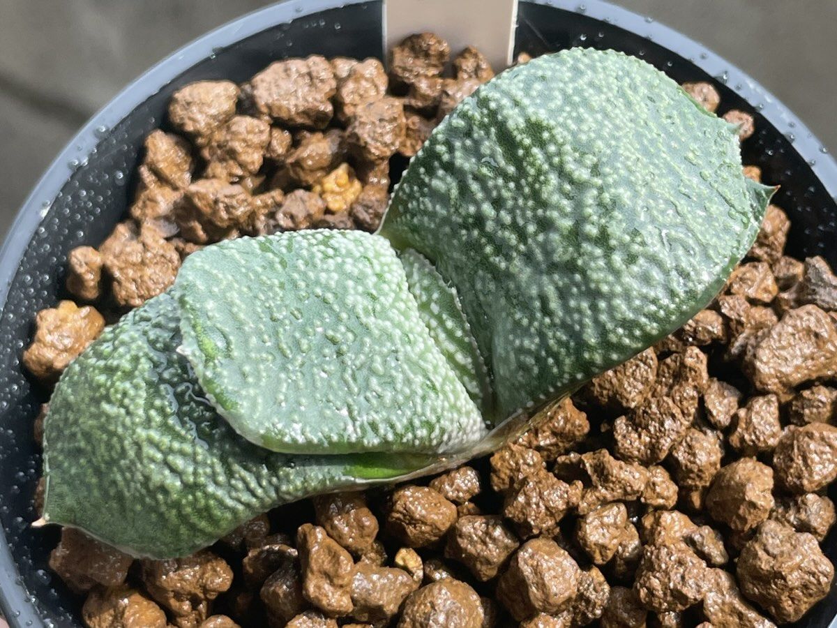 植え替え後の小島臥牛（GD-11）