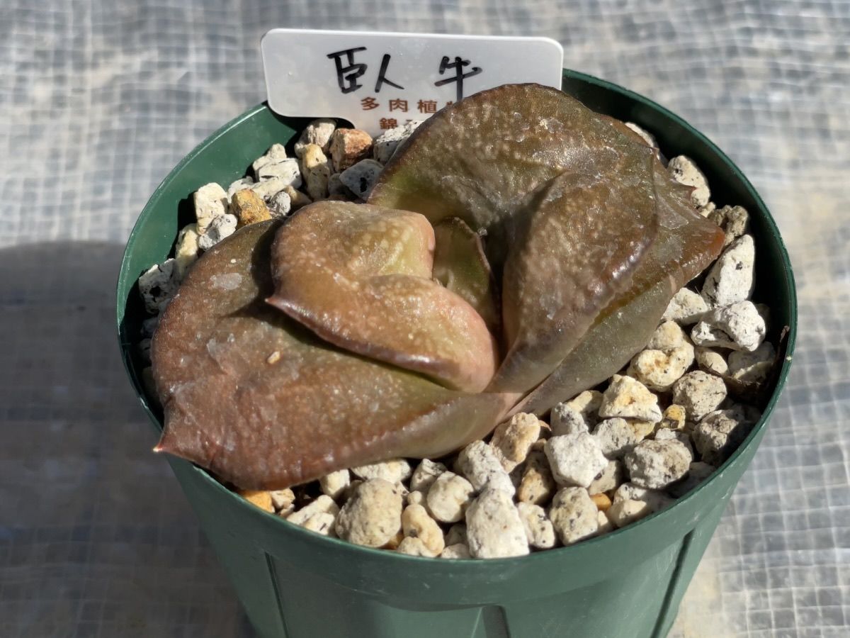 臥牛（錦玉園）
