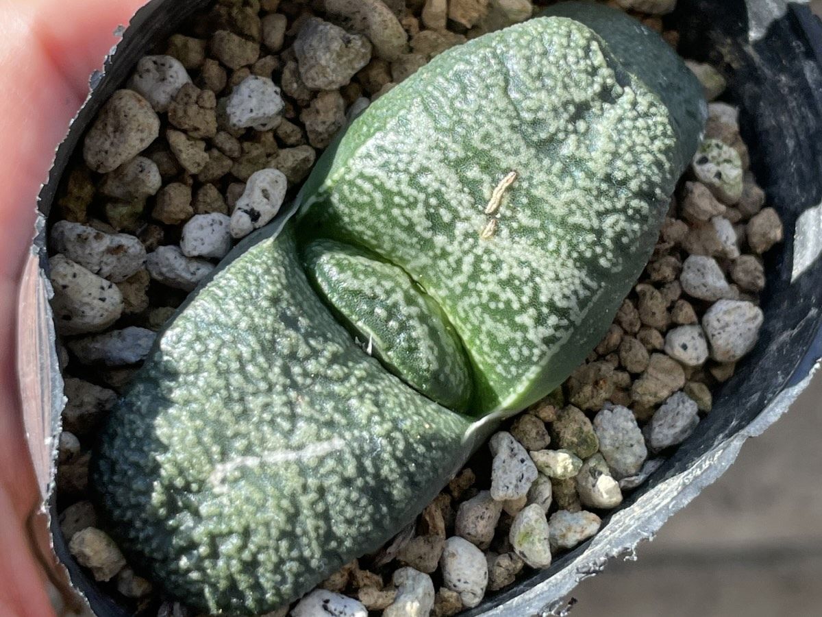 お迎えしたときの紅30白大疣横縞臥牛