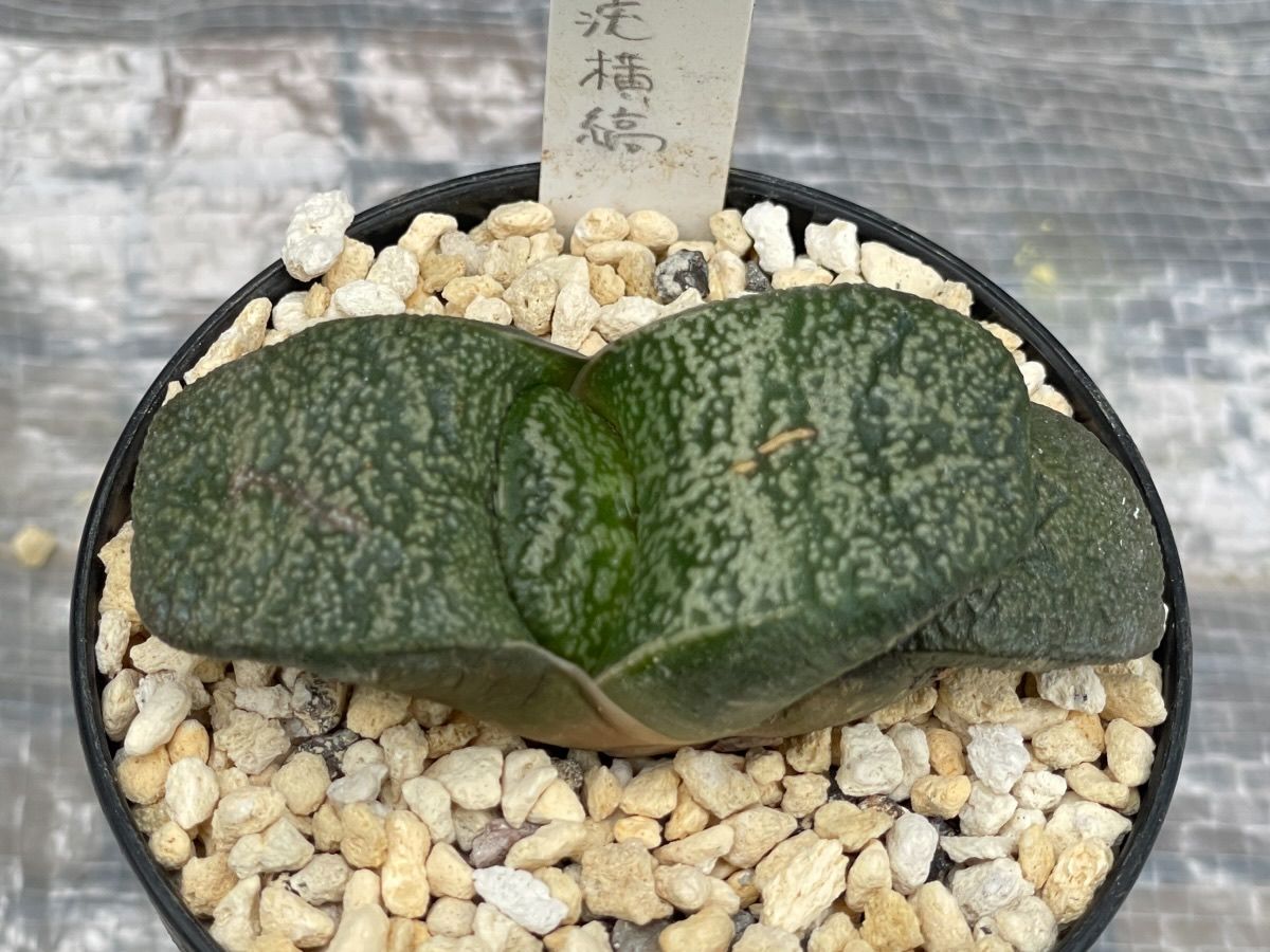 植替え後の白大疣横縞臥牛