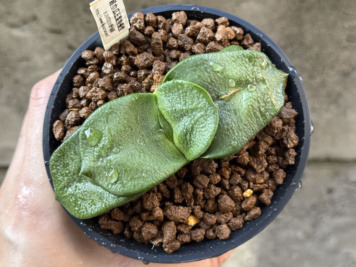 超巾広厚葉特優型臥牛のお迎え時