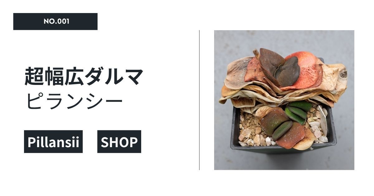 超幅広ダルマピランシー