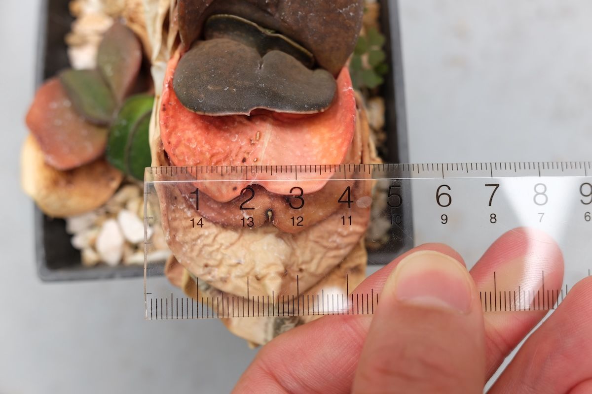 超幅広ダルマピランシーの葉幅を確認