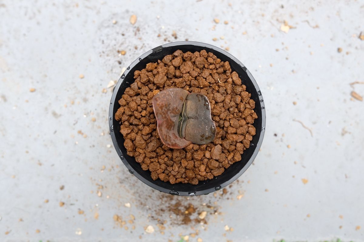 wide_daruma_repot_260712.jpg