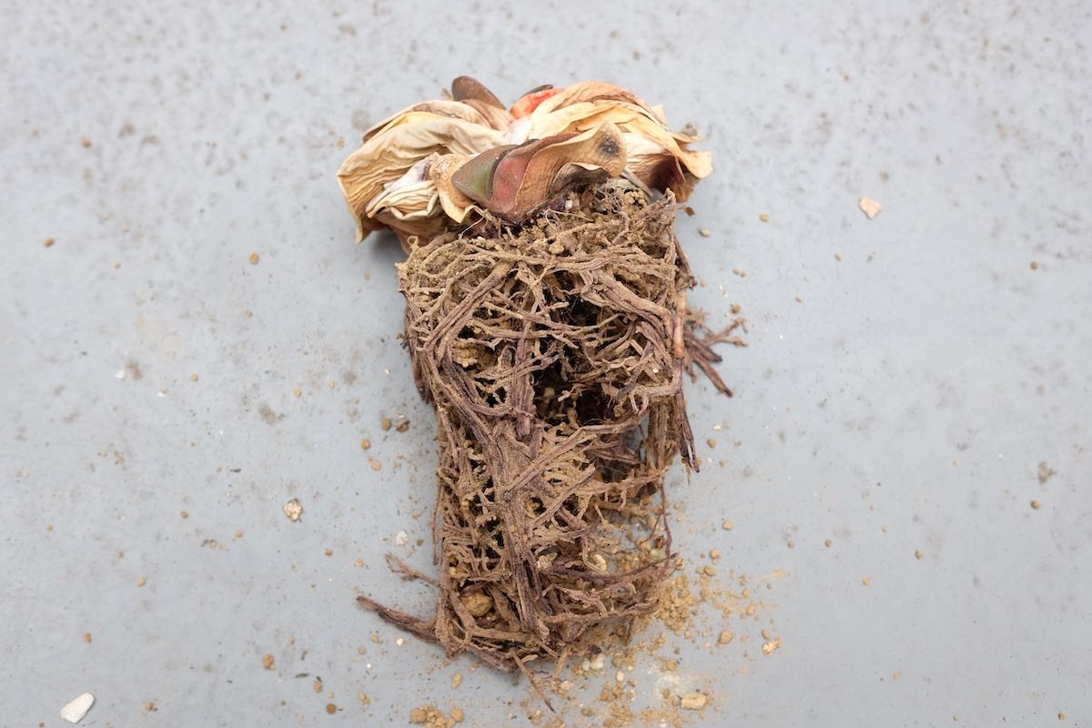 wide_daruma_root_260712.jpg