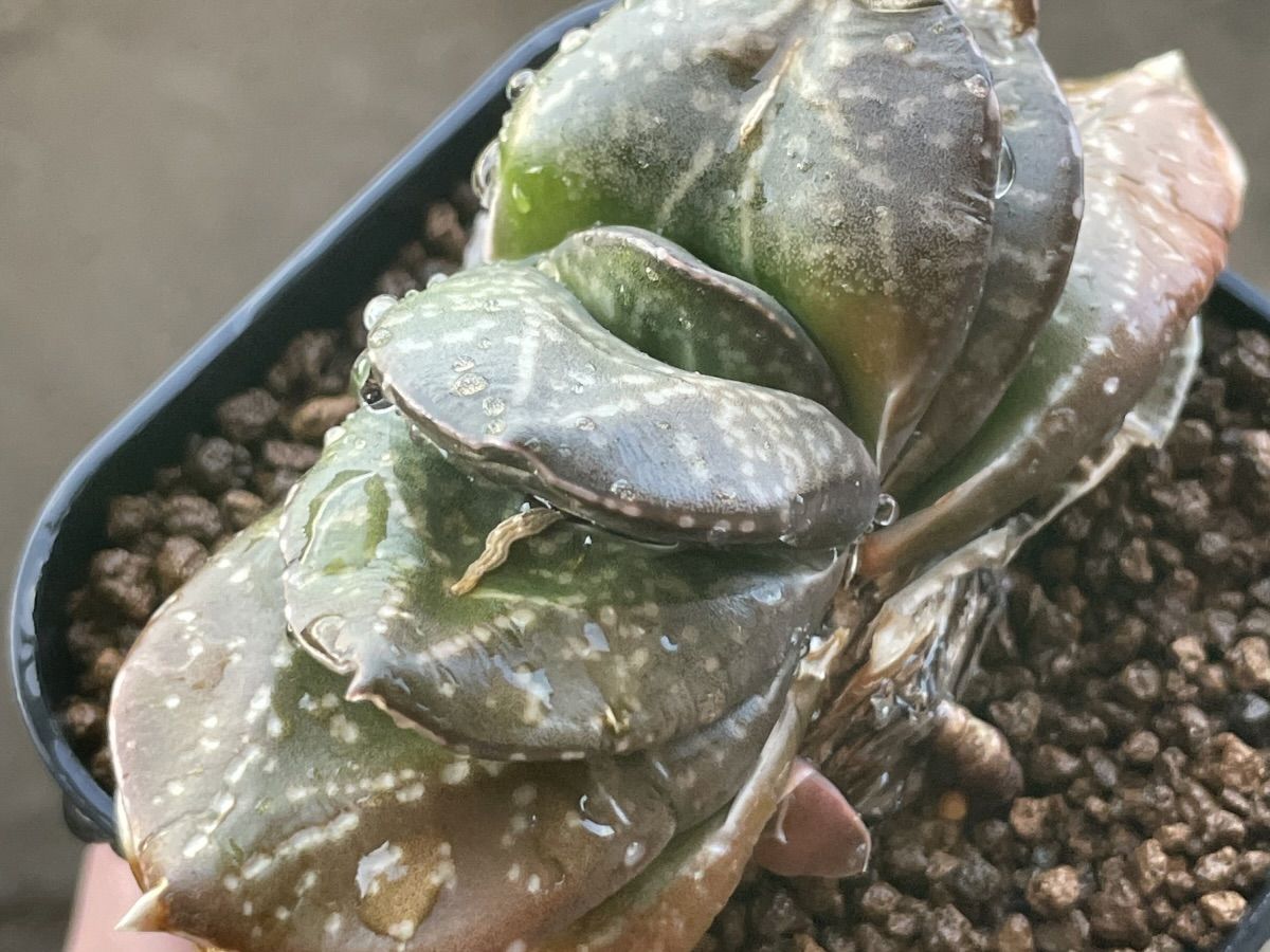 冬の水やりをした臥牛